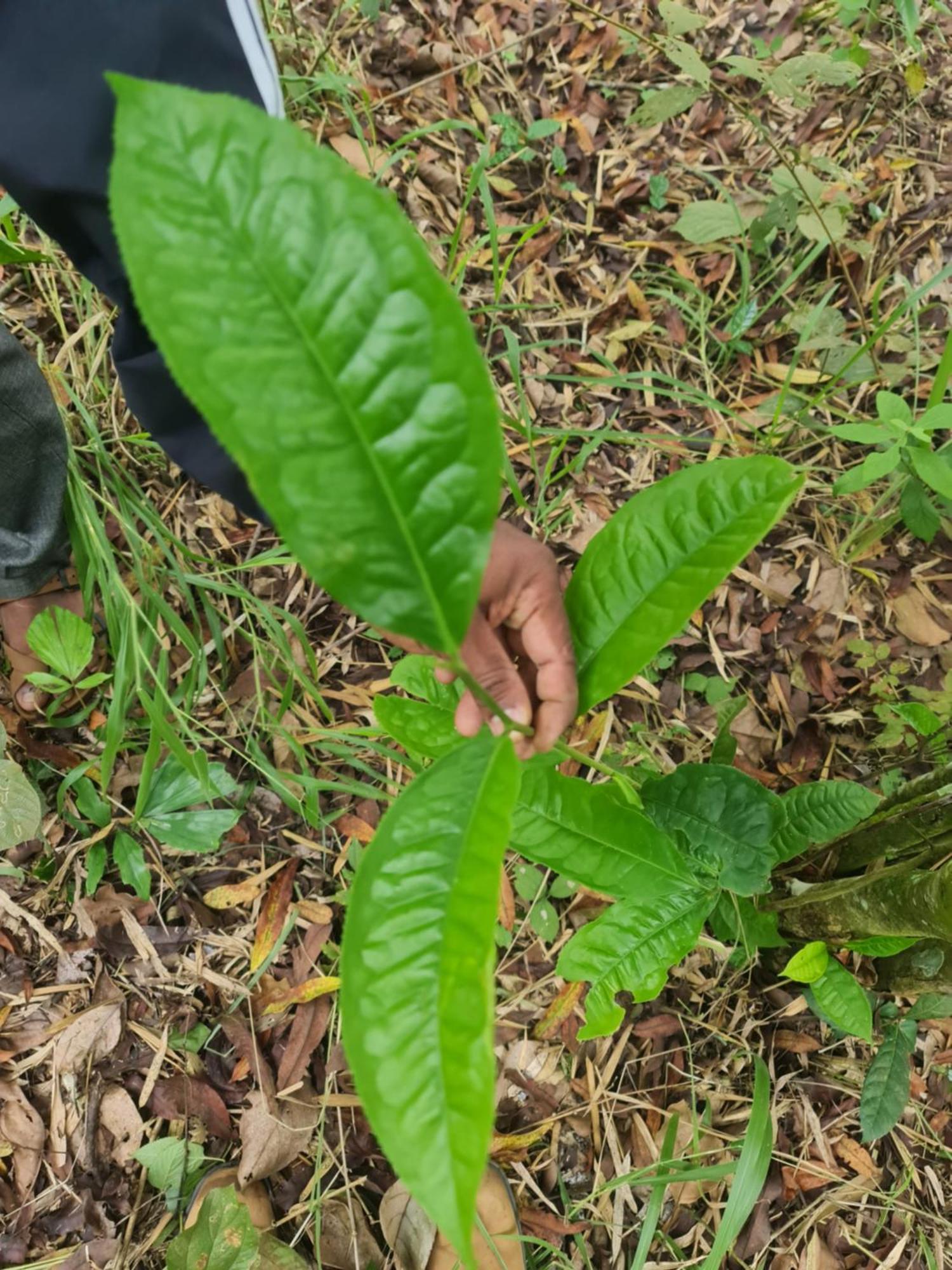 Panthalams Homestay Thekkady Zewnętrze zdjęcie