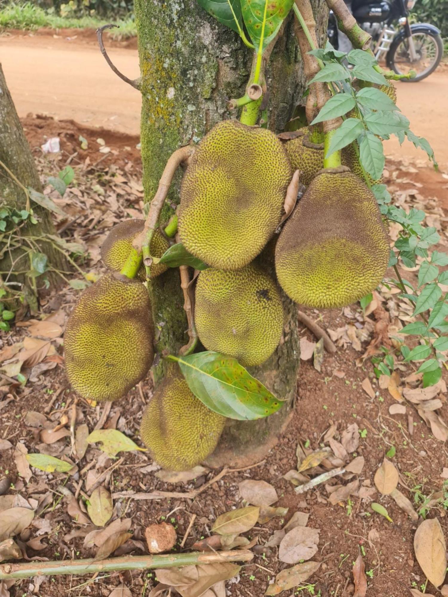 Panthalams Homestay Thekkady Zewnętrze zdjęcie